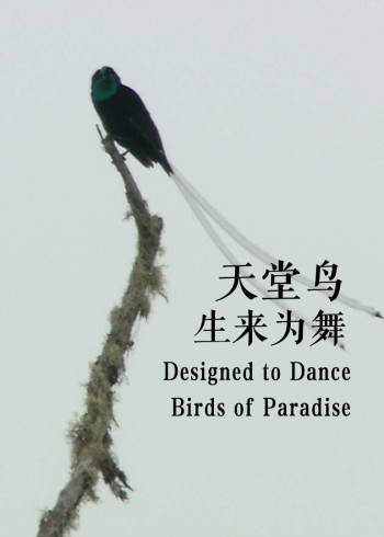 天堂鸟：生来为舞