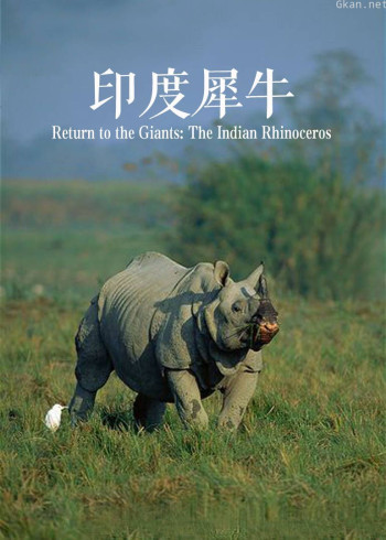 印度犀牛