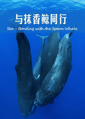 加勒比海:与抹香鲸同行