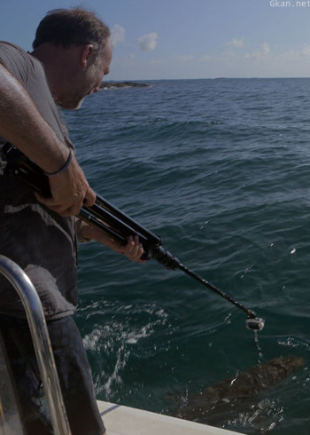 直击鲨鱼攻击 第二季