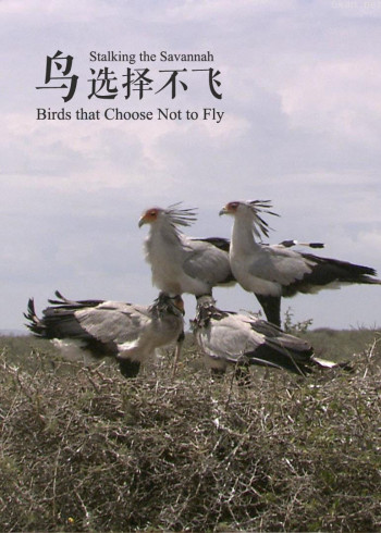 鸟选择不飞