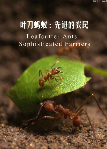 叶刀蚂蚁:先进的农民