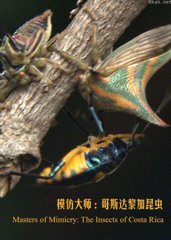 模仿大师:哥斯达黎加昆虫