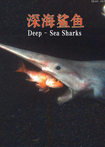 深海鲨鱼