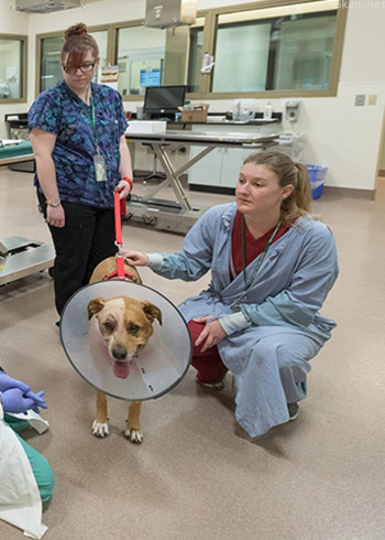 洛城兽医 第二季