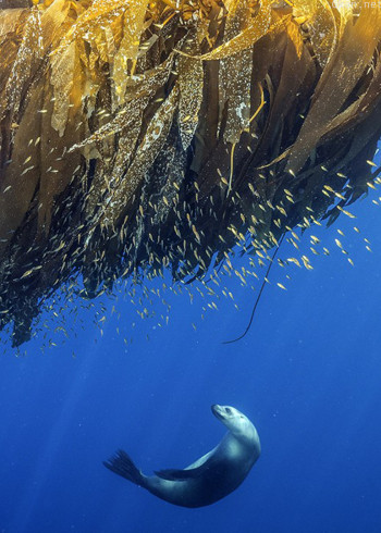 希望之海:美国海底之宝