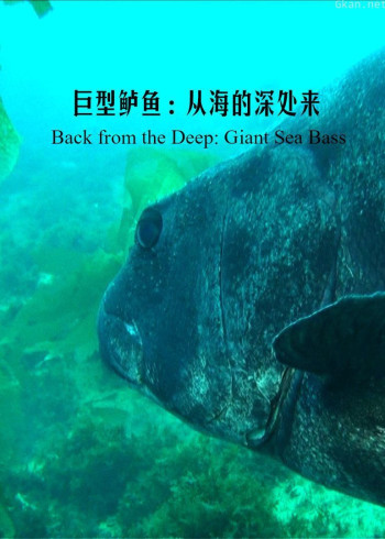 从大海深处回归的巨坚鳞鲈