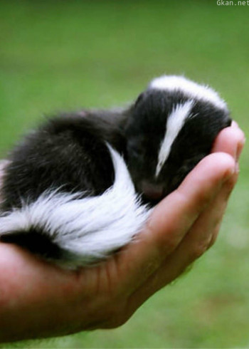 超迷你动物 第二季