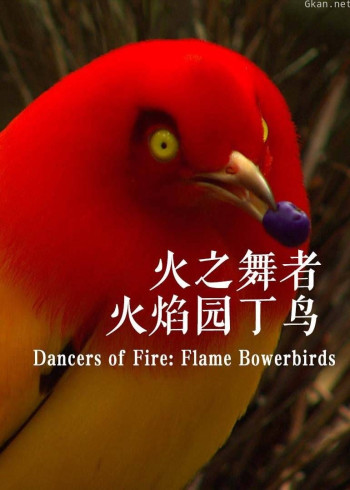 火之舞者：火焰园丁鸟