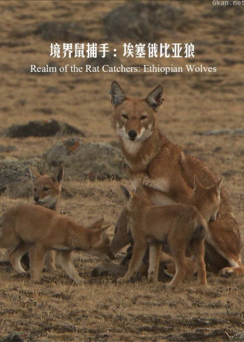 境界鼠捕手:埃塞俄比亚狼