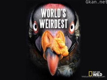 奇形怪物 第二季