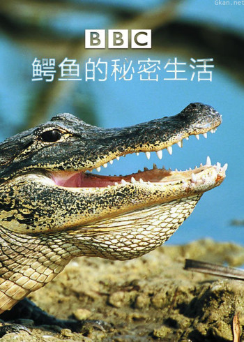 BBC鳄鱼的秘密生活