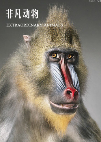 非凡动物 第一季