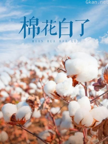 棉花白了