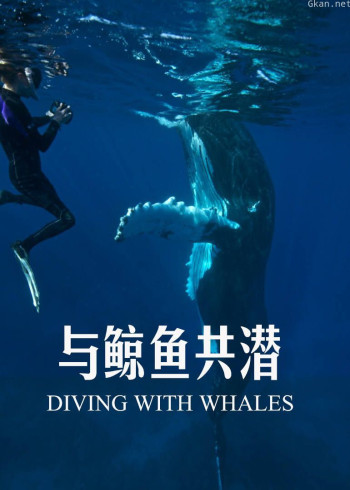 与鲸鱼共潜