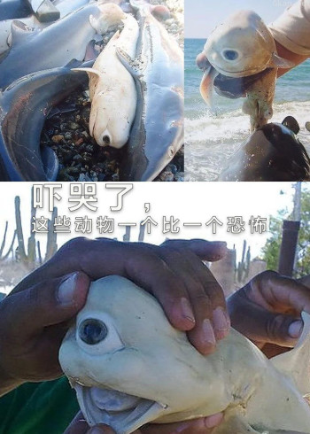 吓哭了，这些动物一个比一个恐怖