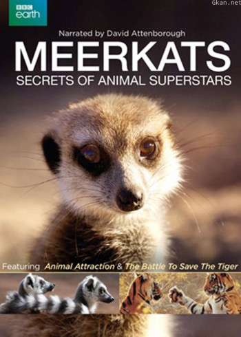 狐獴：动物明星的秘密