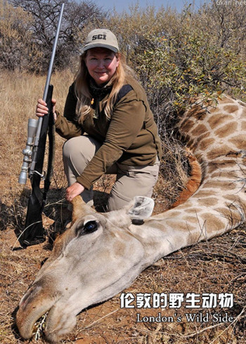 伦敦的野生动物