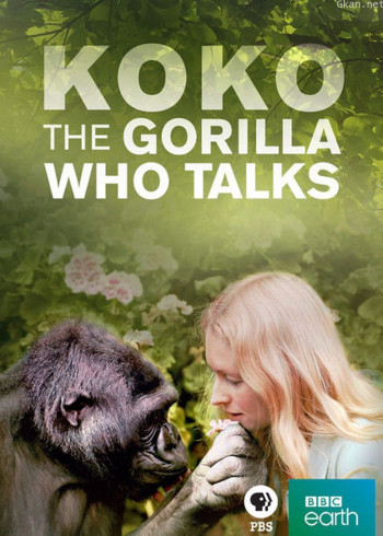 科科:与人类交谈的大猩猩