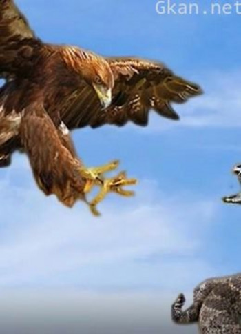 大自然的掠食者