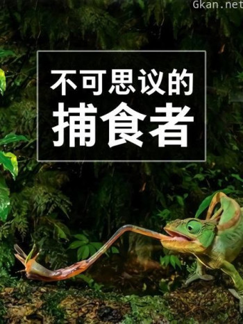 不可思议的捕食者