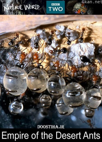 BBC 自然世界：沙漠蚂蚁帝国