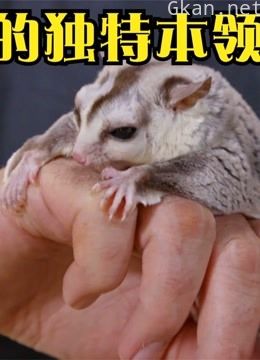 动物综艺记录解说