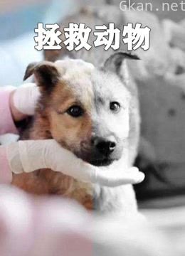 动物救助,动物救援,拯救动物