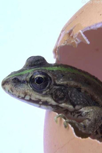 Le Poireau Perpétuel