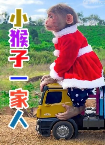 小猴子一家人