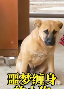 追枫纪实纪录片解说