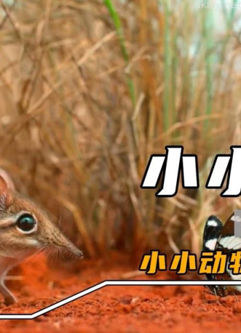 小小动物大大本领