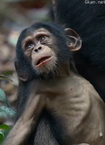 自然界潜藏的十大杀手之上集