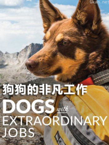 狗狗的非凡工作