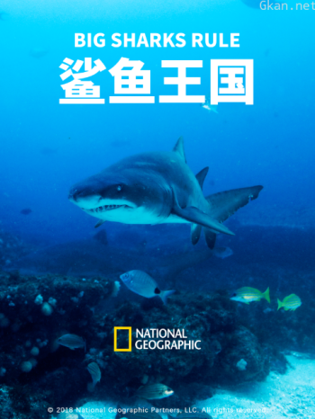 鲨鱼王国