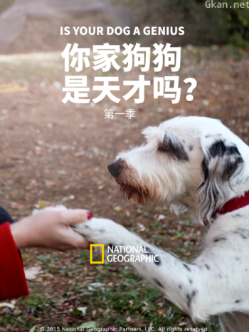 你家狗狗是天才吗? 第一季
