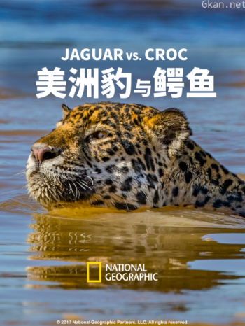美洲豹与鳄鱼