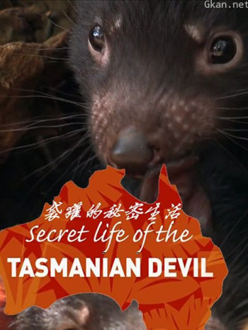 袋獾的秘密生活