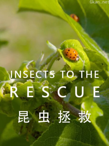 昆虫拯救