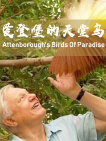 爱登堡的天堂鸟