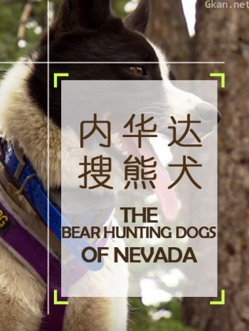 内华达搜熊犬