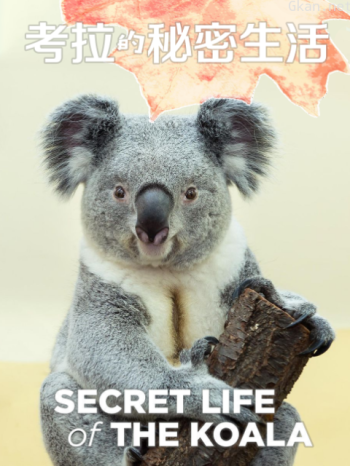 考拉的秘密生活