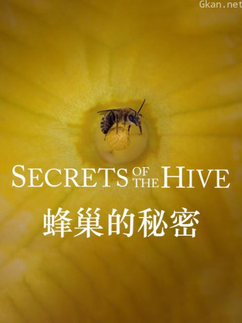 蜂巢的秘密