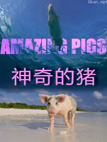 神奇的猪