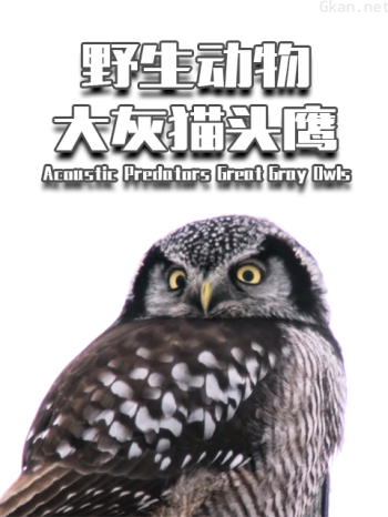 野生动物:大灰猫头鹰