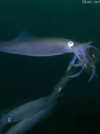 乌贼:在一个晚上爱与死亡