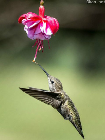 蜂鸟-珍贵的使者