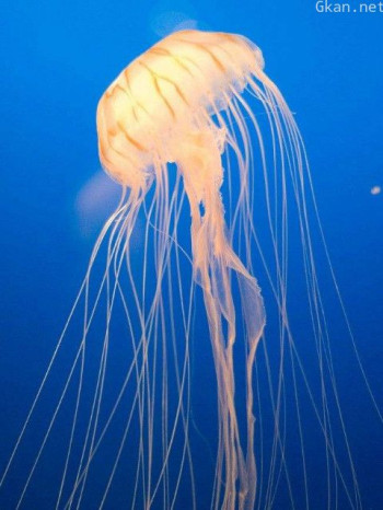 水母的秘密世界