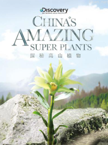 探秘高山植物