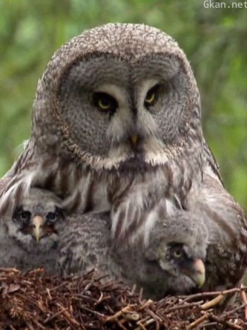 为打猎而生的新生活